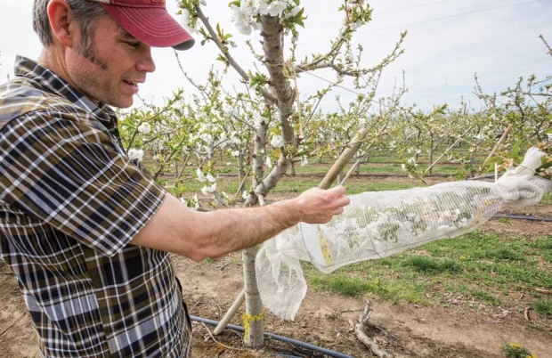 WSU cherry horticulturist Matt Whiting shows one of several netted cherry limbs used for the 2015 mechanical pollination trial. The netting prevents natural pollination and would produce only mechanically pollinated fruit. (TJ Mullinax/Good Fruit Grower)