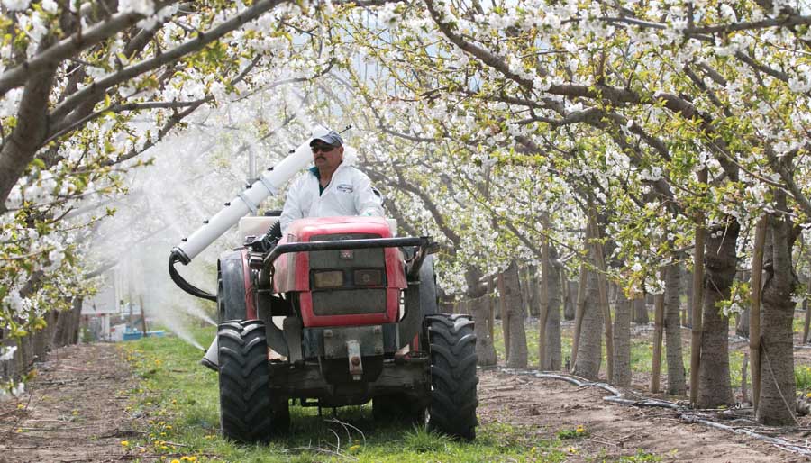 Juan Farias drives a spray rig outfitted with test equipment for the application of pollination in a cherry block in the Prosser, Washington on March 3, 2015. (TJ Mullinax/Good Fruit Grower)
