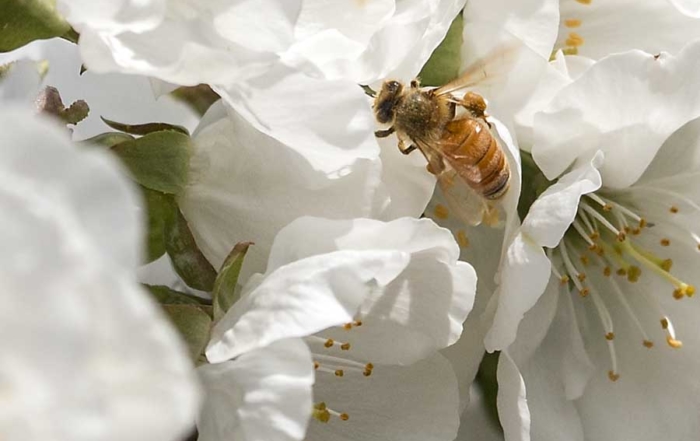 A honeybee in a Prosser, Wash., cherry orchard on March 3, 2015. (TJ Mullinax/Good Fruit Grower)