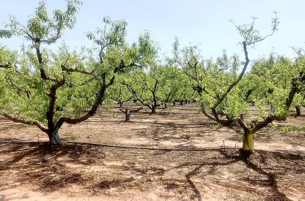 A healthy peach tree, left, stands next to a peach tree infected with prunus necrotic ringspot virus, right. The different means of transmission of PNRSV, one of the major diseases of peach trees in the Southeast, are not fully understood. (Courtesy Elizabeth Cieniewicz/Clemson University)