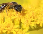 A sweat bee visits gray goldenrod (Solidago nemoralis). Gray goldenrod was a midsummer favorite of native bees and honey bees in the trial. (Courtesy Logan Rowe)