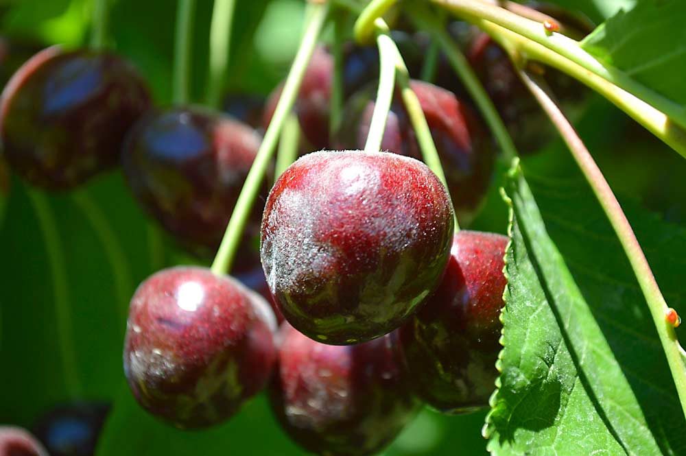 Powdery mildew disease caused by Podosphaera clandestina on Bing cherries. (Courtesy Prashant Swamy)