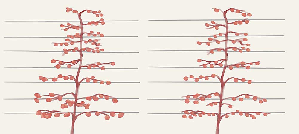 Artificial spur extinction uses the size of the branch to determine the number of fruit it can comfortably carry, as seen on the tree at right. Conventional thinning, on the other hand, seeks to leave the same number of fruit on each branch, regardless of its size, as seen on the tree at left. By treating each branch variably, ASE creates more uniformity within the tree. Courtesy Suzanne Bishop
