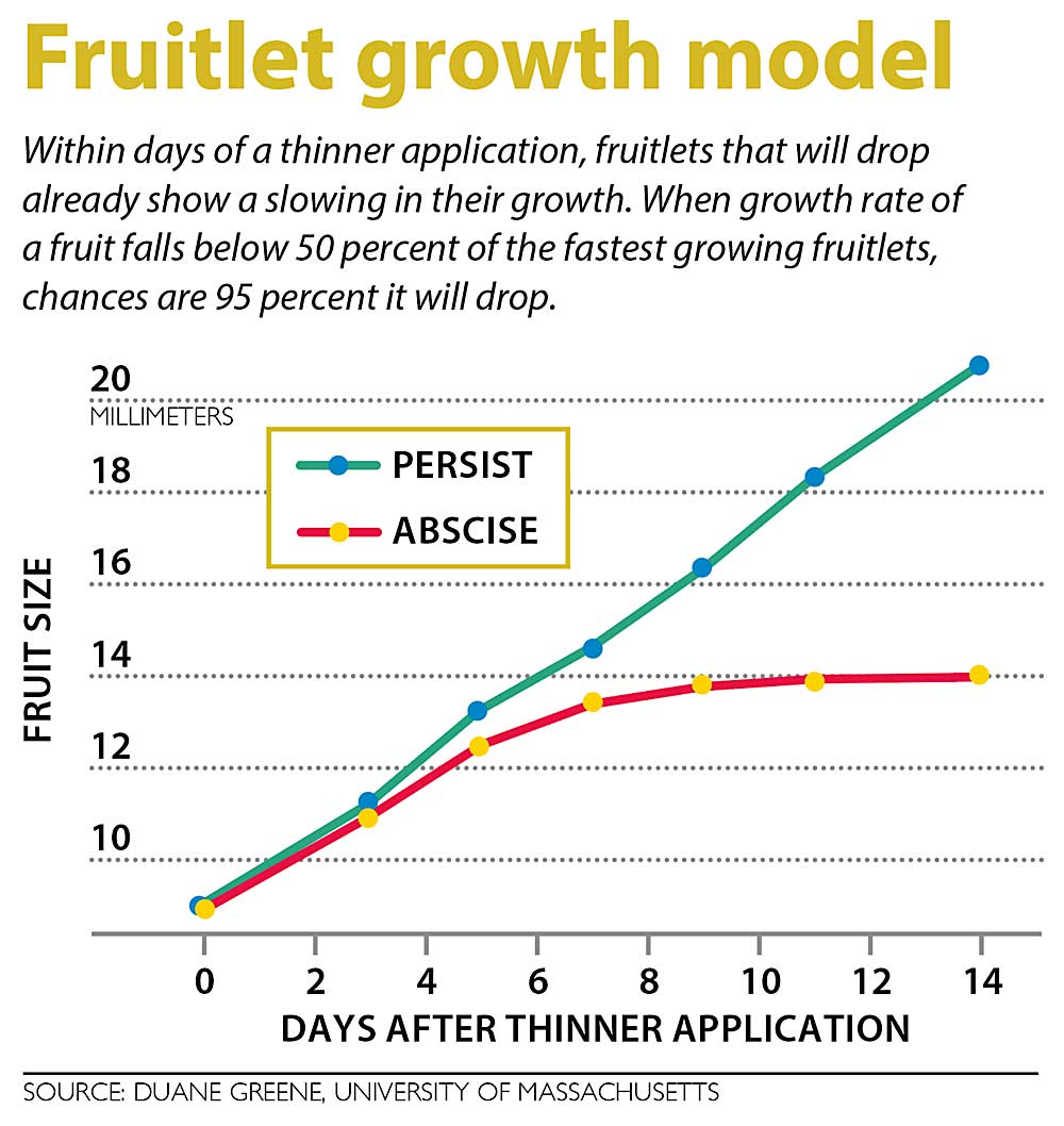 Fruitlet growth model (Source: Duane Greene, University of Massachusetts; Graphic: Jared Johnson/Good Fruit Grower)