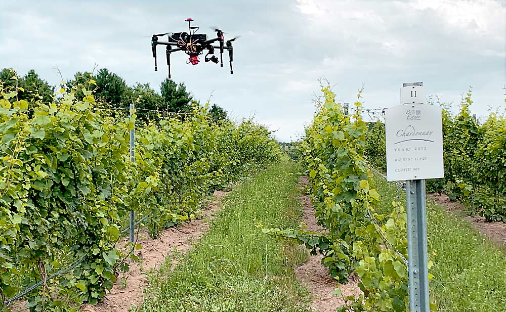 A Michigan State University drone flies above a block of Chardonnay at Brys Estate in Northwest Michigan. The drone uses sensors to measure vineyard variability. (Courtesy Paolo Sabbatini/Michigan State University)