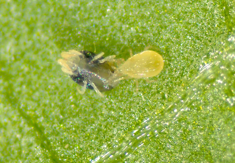 A predatory mite attacks a pest mite. Research scientist Rebecca Schmidt-Jeffris studies how orchard management practices can encourage natural enemies. (Courtesy Rebecca Schmid-Jeffris/USDA ARS-Wapato)