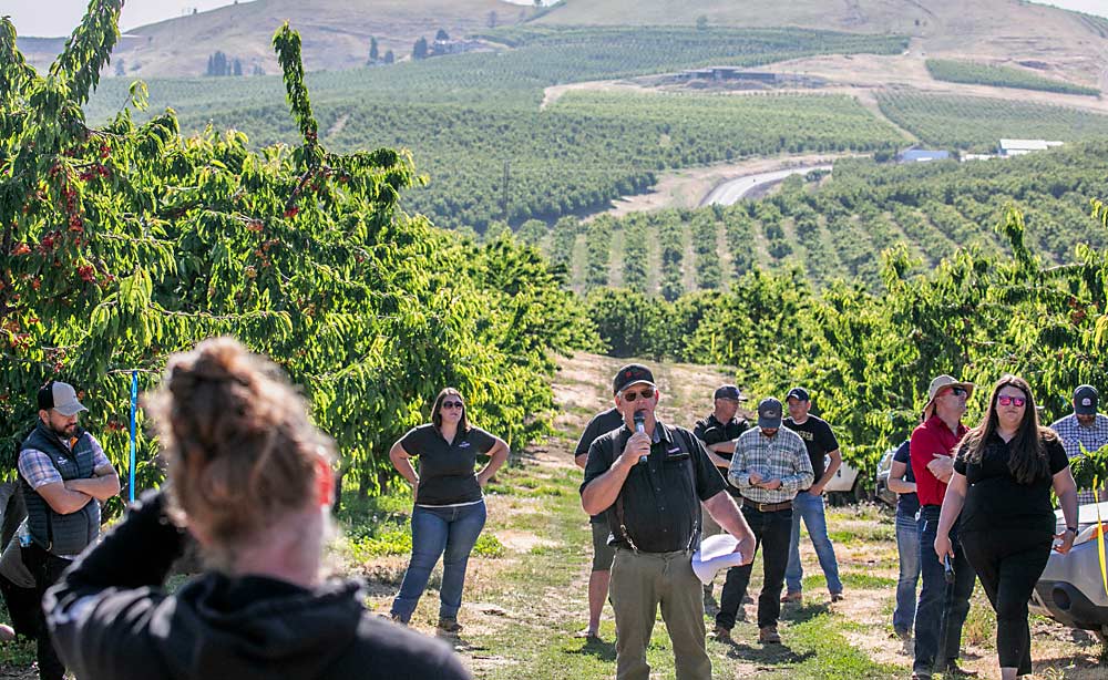 Ken Polehn, center, answers questions about the Pearl series of cherries during the 2023 Oregon State University preharvest cherry tour on June 6 in The Dalles. (TJ Mullinax/Good Fruit Grower)