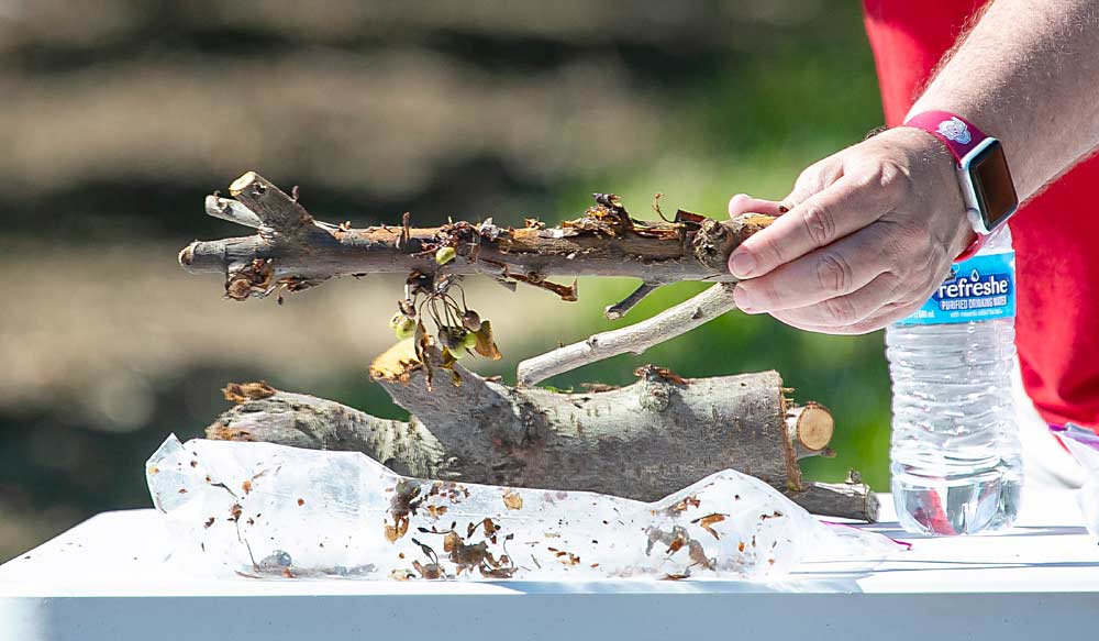 At the field day in June, Grove shows a sample of a bacterial canker collected in Mattawa, Washington, the week before. Bacterial canker is distinguished by its gummosis and the absence of fungal reproductive structures. (TJ Mullinax/Good Fruit Grower)