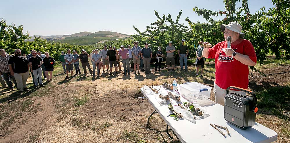 In 2023, growers had to contend with the worst bacterial canker outbreak in almost 40 years, Washington State University plant pathologist Gary Grove said when he spoke at a cherry field day in The Dalles, Oregon, in June. That means growers should expect a lot of disease pressure going into this season. (TJ Mullinax/Good Fruit Grower)