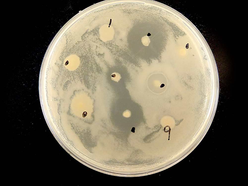 Three strains of poplar and willow endophytes visibly push back Erwinia amylovora, the bacterium that causes fire blight, in a petri dish in a laboratory at the University of Washington, where researchers are looking for beneficial endophytes (microorganisms that live inside plants) from native plants that produce antibiotics to combat bacterial diseases in fruit trees. (Courtesy Sharon Doty/University of Washington)