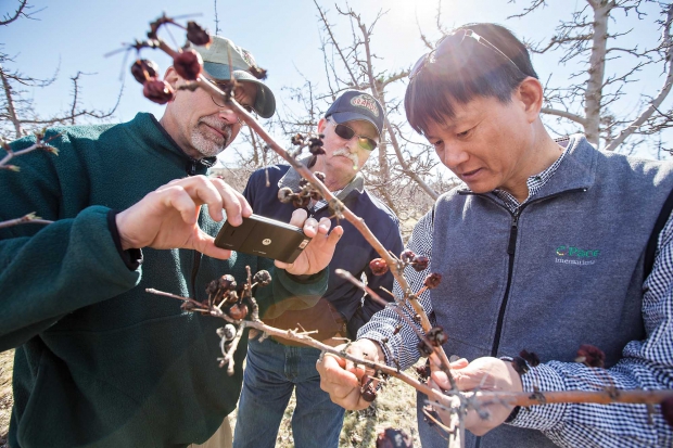 Dr. Richard Kim, right, shows how unmanaged Manchurian crab apples can spread postharvest storage diseases during a crabapple workshop near Quincy, Washington, on March 20, 2014. (TJ Mullinax/Good Fruit Grower)