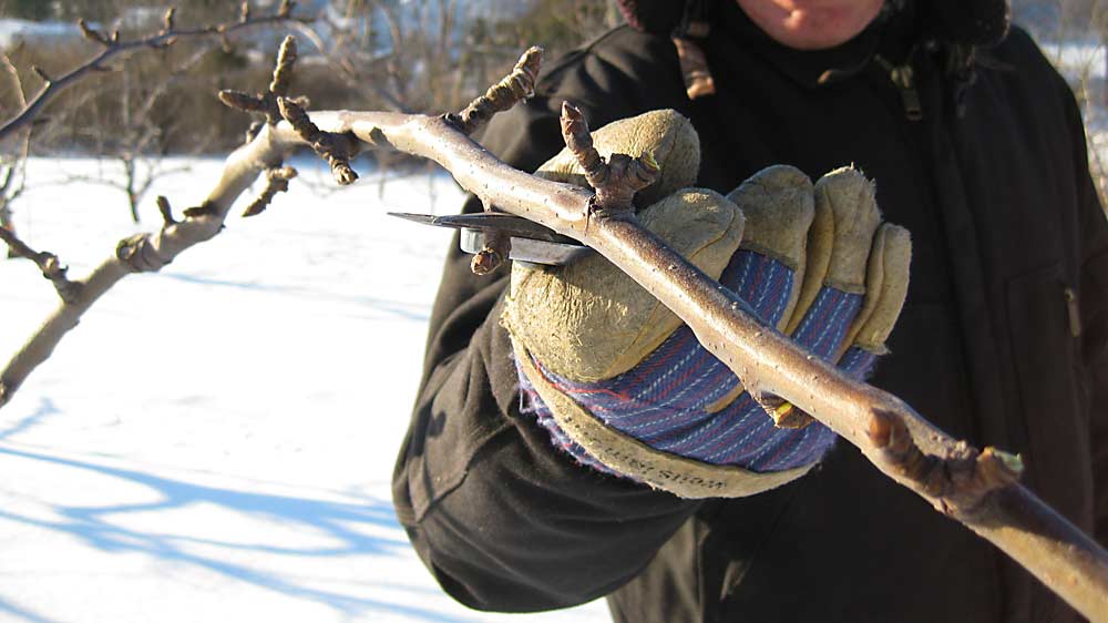 Winter pruning a JunoSan pear tree at Subarashii Kudamono in Pennsylvania. Workers remove buds on the undersides of branches because those buds will not produce high-quality fruit due to lack of adequate sunshine. (Courtesy Tyler Hollenbach, Subarashii Kudamono)