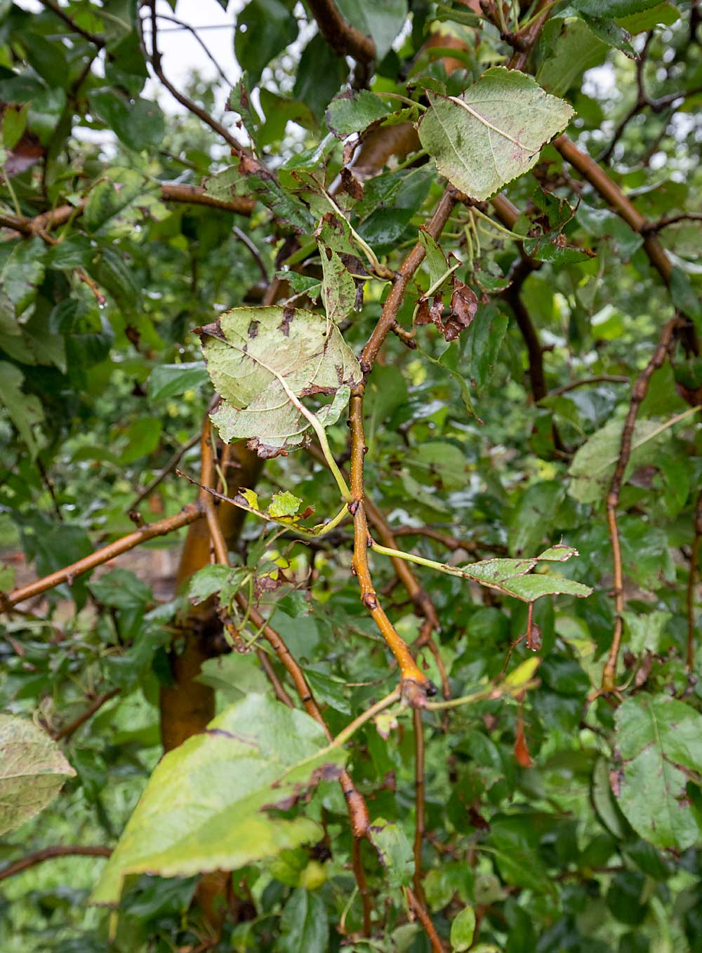 The pulses of air blast some leaves off, shred others and leave many untouched, as seen in this research trial at Penn State Fruit Research and Extension Center in Biglerville, Pennsylvania, in 2021. (TJ Mullinax/Good Fruit Grower)