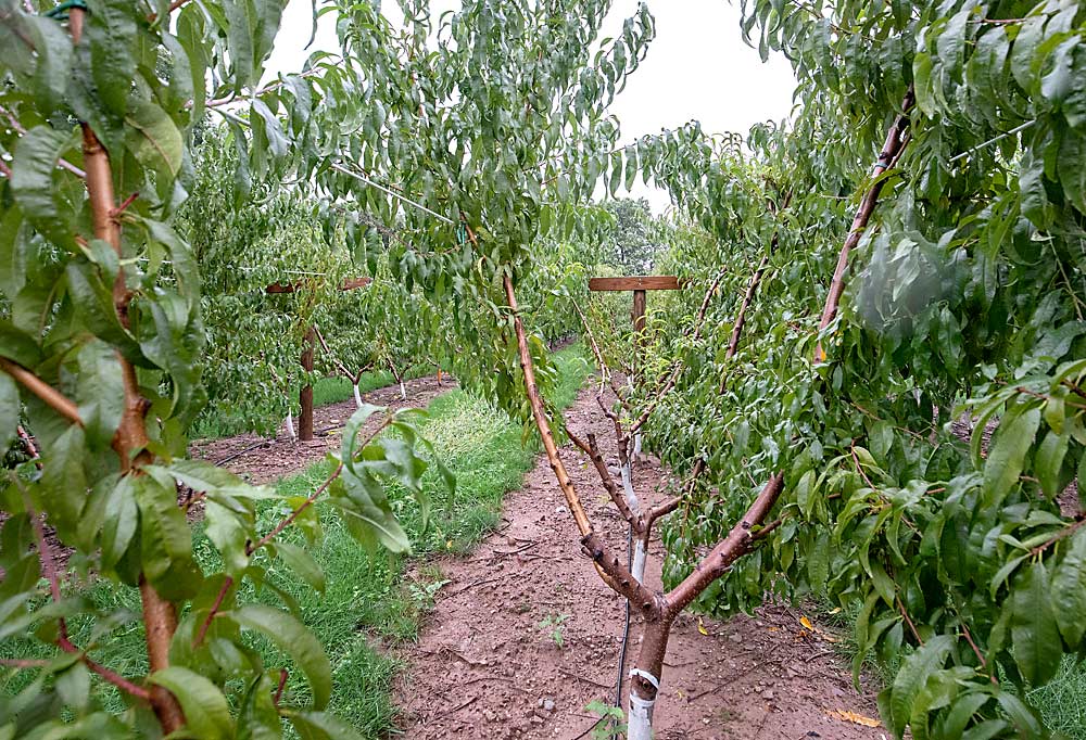 Jim Schupp’s trellised peach system trials include an intensive renewal effort at the Penn State Fruit Research and Extension Center in Biglerville in September 2021. This V-trellis trial involves cutting a fruiting lateral about 36 inches from the ground on one side of the row and then alternating that cut every few years. Schupp says it produces “good fruiting laterals close to the ground in a pedestrian system.” (TJ Mullinax/Good Fruit Grower)