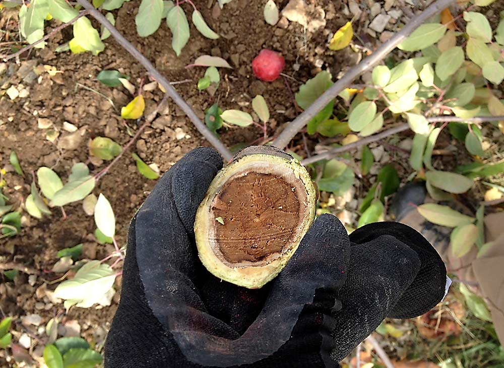 In 2013, Boyer noticed one of his blocks planted in 2010 was declining. The Ultima Gala on M.9-Nic.29 he’s holding here had a brown trunk, signifying that it was dead or dying. He thinks the cause was rapid apple decline. (Courtesy Mark Boyer)