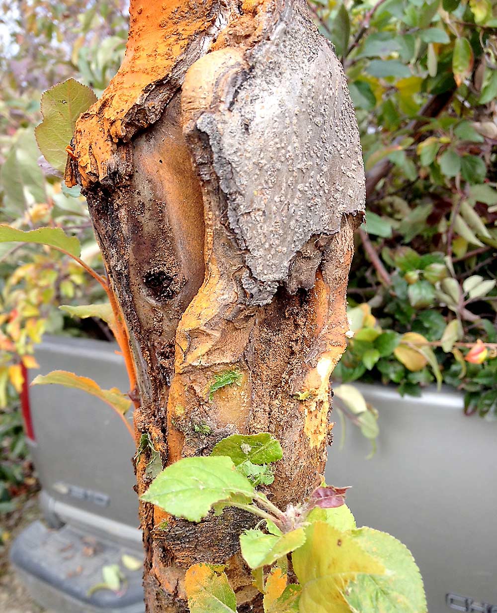 Pennsylvania grower Mark Boyer lost about 17 acres to what he calls rapid apple decline. He said the declined trees split near the bud union and showed signs of girdling, though the rootstocks themselves remained healthy. (The orange paint told his crews which trees to remove.) (Courtesy Mark Boyer)