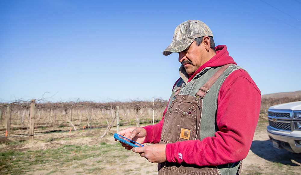 Esteban Ortega, a manager for Lighthouse Farms in Sunnyside, Washington, logs his Concord grape pruning crew into their morning break time with a cloud-based phone app in March. (Ross Courtney/Good Fruit Grower)