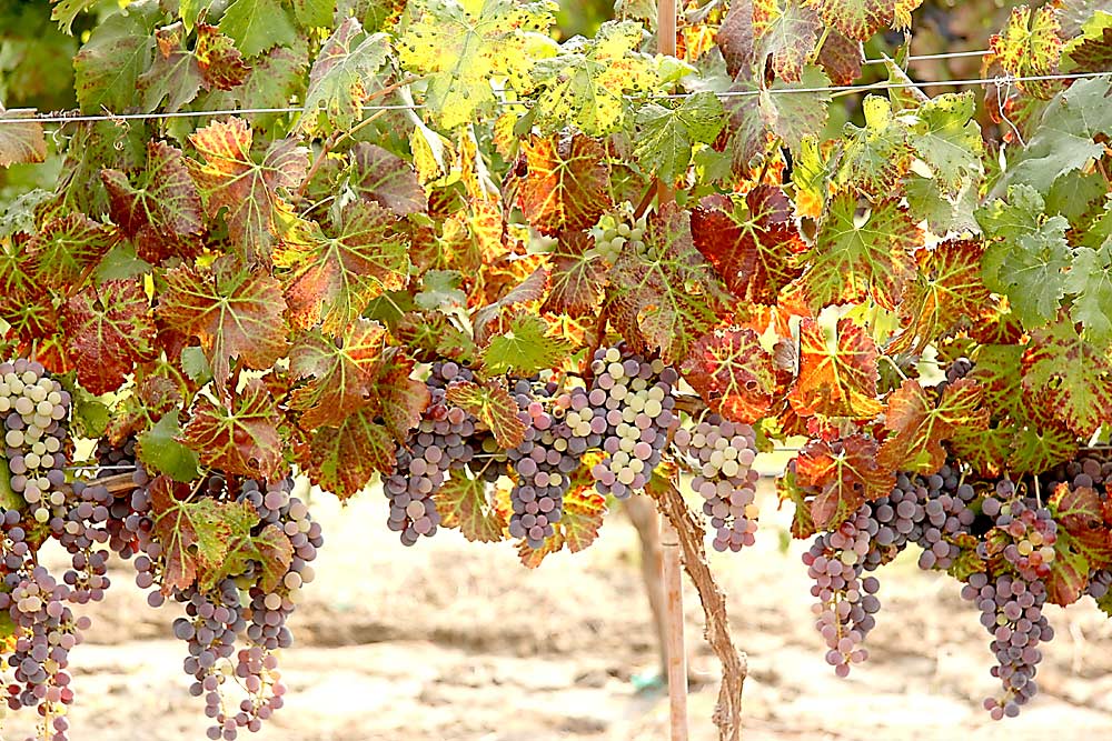 Grapevine red blotch virus, seen here in Cabernet Franc, will be added to the Washington state grape pest quarantine program under a rule change proposal designed to protect the wine and grape industry from pests and diseases. While the virus is rare in Washington, as it has no known insect vector in the state, Washington State University virologist Naidu Rayapati believes the new quarantine measures to protect planting stock should eliminate the virus from the state over the next several years. (Courtesy Naidu Rayapati/Washington State University)