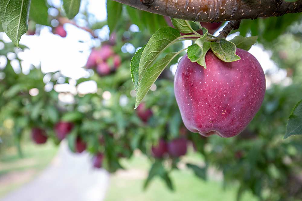 Picking Red Delicious apples, like this one shown days before harvest in 2015 in Selah, Washington, cost growers more than $28 per bin in prevailing wages for at least a period of 2022, the same as higher-value varieties such as Envy. Tree fruit officials are asking for an explanation from the state of Washington and the U.S. Department of Labor. (TJ Mullinax/Good Fruit Grower)