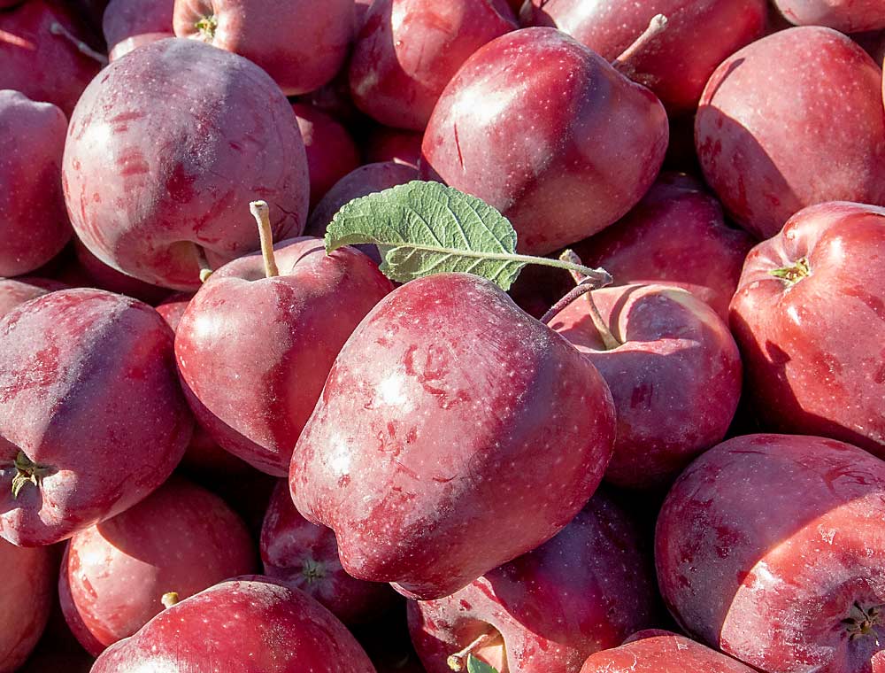 Red Delicious apples harvested in Naches, Washington, in October. Red Delicious is popular in Indian markets, but with so many Washington growers replacing their Red Delicious blocks with other varieties, exporters will have to diversify their offerings. (TJ Mullinax/Good Fruit Grower)