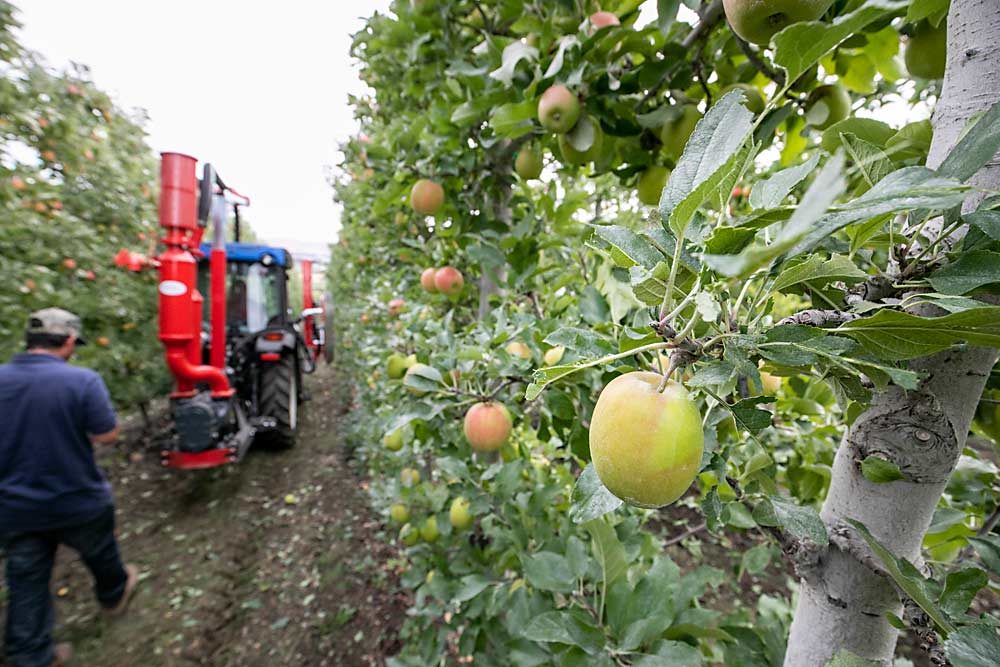 Apples are suddenly exposed to the sun after the leaves are blasted off by a pneumatic defoliation machine during a demonstration at Yakima Valley Orchards’ Airport Ranch in Union Gap,                    Washington, in September. The machine removes leaves on fruiting walls to help with coloring near harvest, instead of relying on costly defoliation by hand. (TJ Mullinax/Good Fruit Grower)