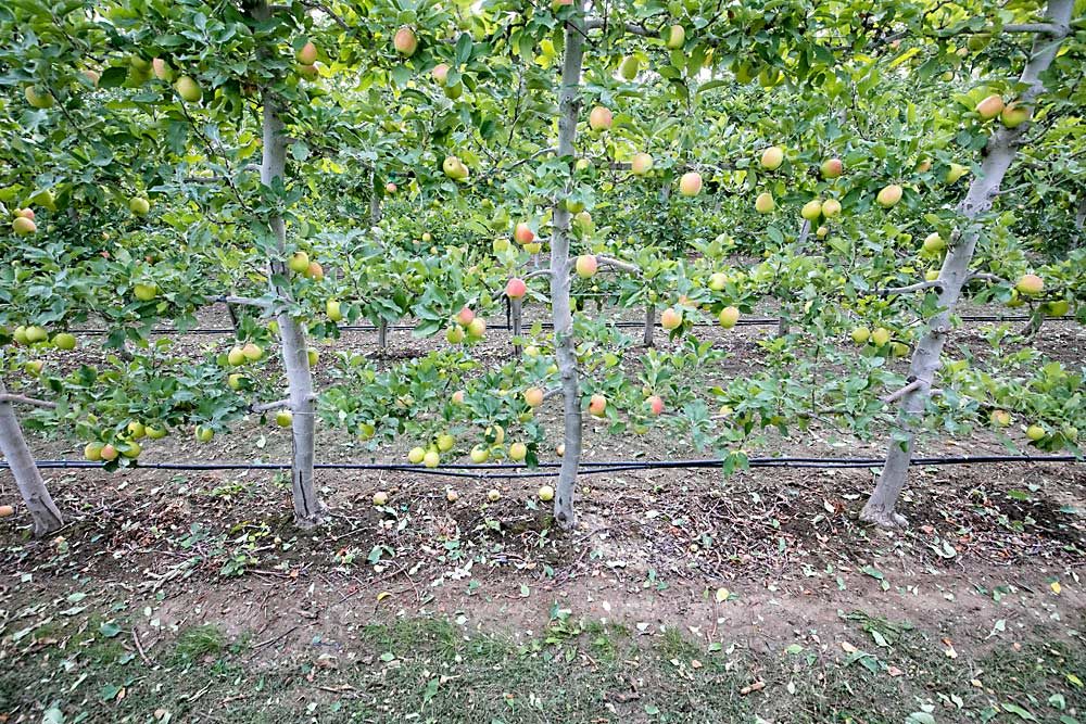 Leaf litter covers the orchard floor, after a pass with a pneumatic defoliation machine, leaving apples exposed to sunlight for better coloring. (TJ Mullinax/Good Fruit Grower)