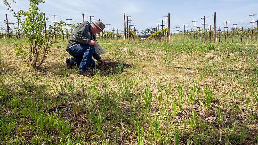 New hedgerows of drought-resistant plants such as salvia should only need irrigation at first and will sequester carbon as they grow. Natural areas and hedgerows are one of the cheapest ways to add carbon sequestration to the system, and they bring beneficial insects to boot. (Kate Golden/for Good Fruit Grower)