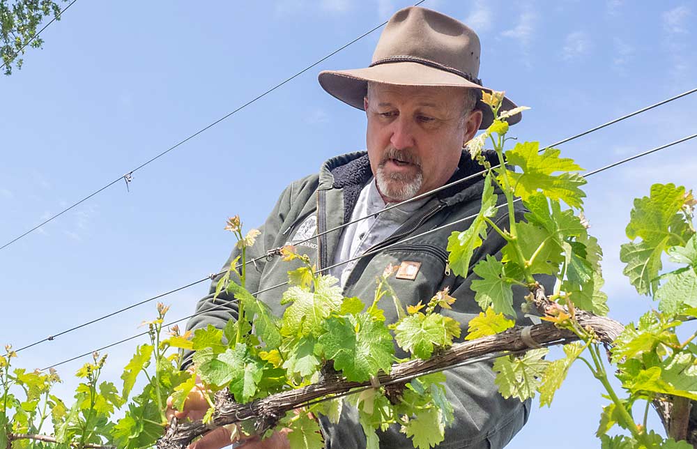 Vineyard manager Brad Petersen checks his Cabernet Sauvignon vines for suckers at the Alexander Valley estate in April. Grapevines contain lots of carbon, which the California Land Stewardship Institute’s model is developing methodology to account for. (Kate Golden/for Good Fruit Grower)