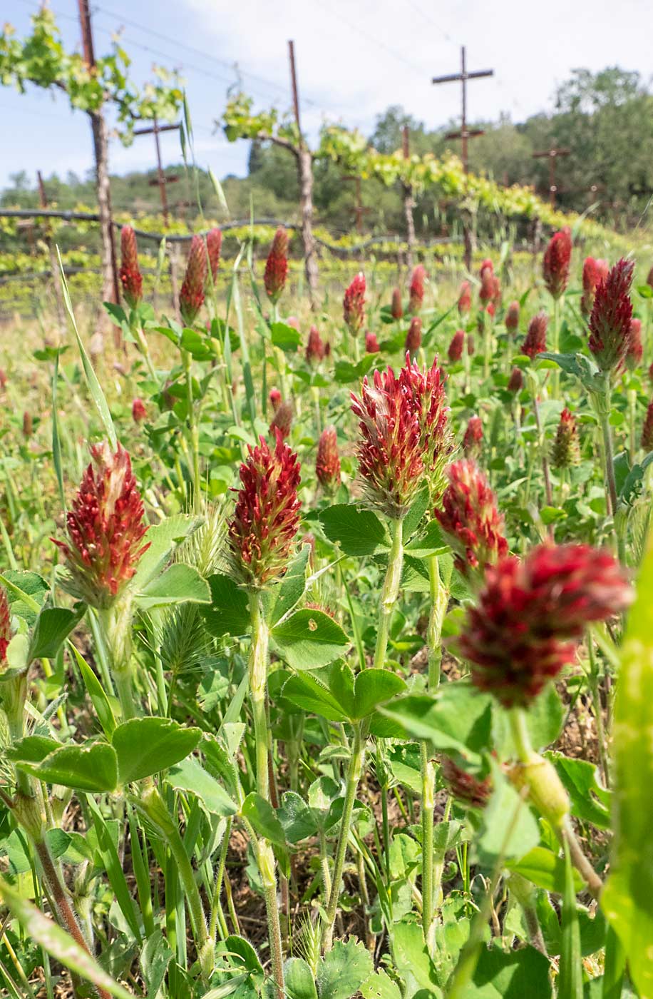 Cover crops such as this red clover have been planted on every other row throughout the vineyard. Here they help reduce the vines’ vigor, but they’re also sequestering carbon. (Kate Golden/for Good Fruit Grower)