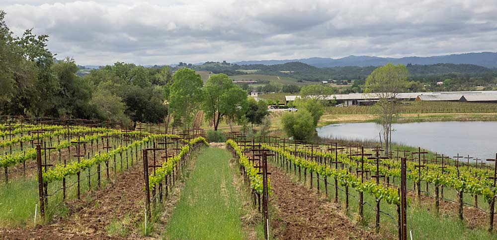 At Silver Oak’s Alexander Valley estate vineyard, seen here in Sonoma County, California, in April, the vigor-management practice of alternating cover-cropped rows with tillage turns out to offer almost as much carbon sequestration as going entirely no-till, according to carbon modeling done for the vineyard as part of a regenerative agriculture pilot project. (Kate Golden/for Good Fruit Grower)