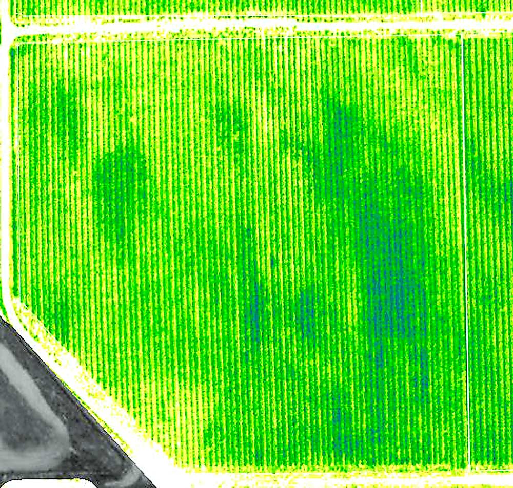 IMAGE 1: NDVI remote sensing images indicate canopy health and leaf mass. Over time, viticulturists can use the images to learn about the tendencies of the vines and spot problems when an anomaly shows up. This image of a Ste. Michelle Wine Estates vineyard in Washington shows a dark area where earth-moving occurred before planting, leaving deeper soils and therefore denser canopies every year, while a sudden dark splotch could indicate a broken irrigation emitter. (Courtesy Ste. Michelle Wine Estates)