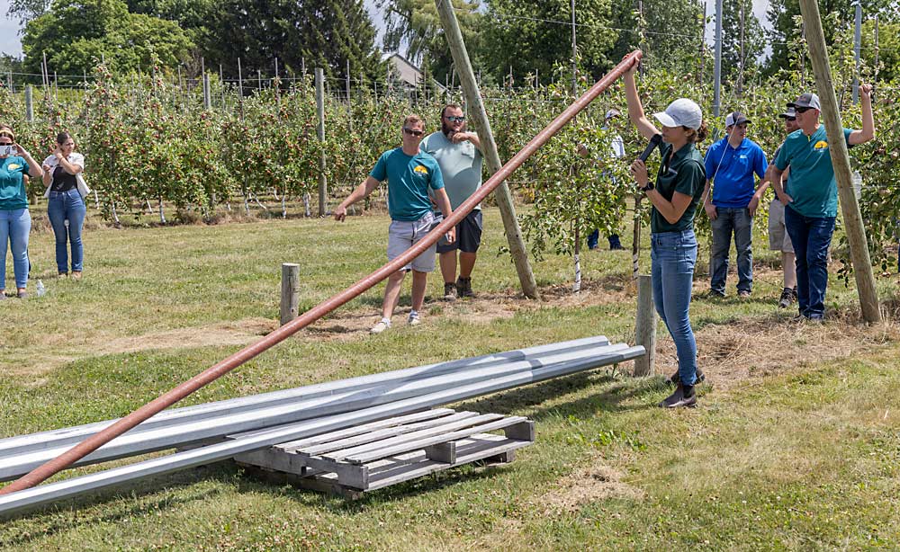 미시간 주립 대학의 Anna Wallis는 7월에 MSU의 Clarksville 연구 센터에서 열린 Ridgefest 필드 데이 동안 유리 섬유 기둥과 구부러지는 경향을 보여줍니다.  연구원들은 나무 과수원 기둥에 대한 잠재적인 대안으로 유리 섬유 및 기타 재료를 연구하고 있습니다.  (맷 밀코비치/Good Fruit Grower)