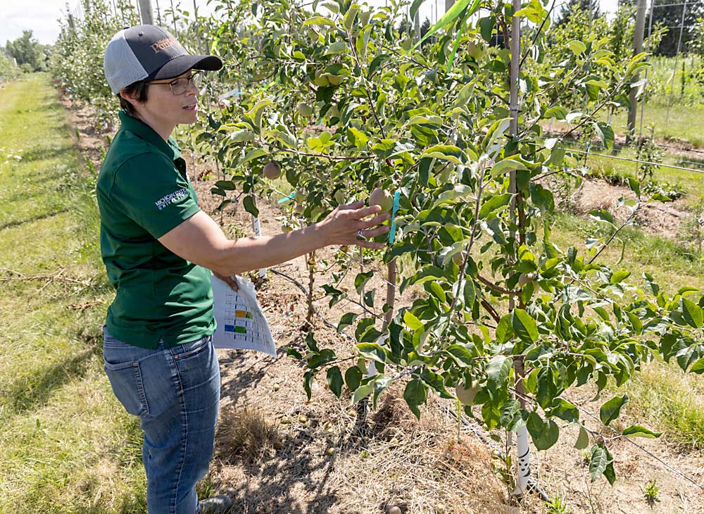 Michigan State University molecular physiologist Courtney Hollender observes Fuji trees at MSU’s Clarksville Research Center in July. She’s studying developmental differences between Aztec Fuji and the early ripening sport September Wonder Fuji to determine what makes the latter ripen earlier. (Matt Milkovich/Good Fruit Grower)