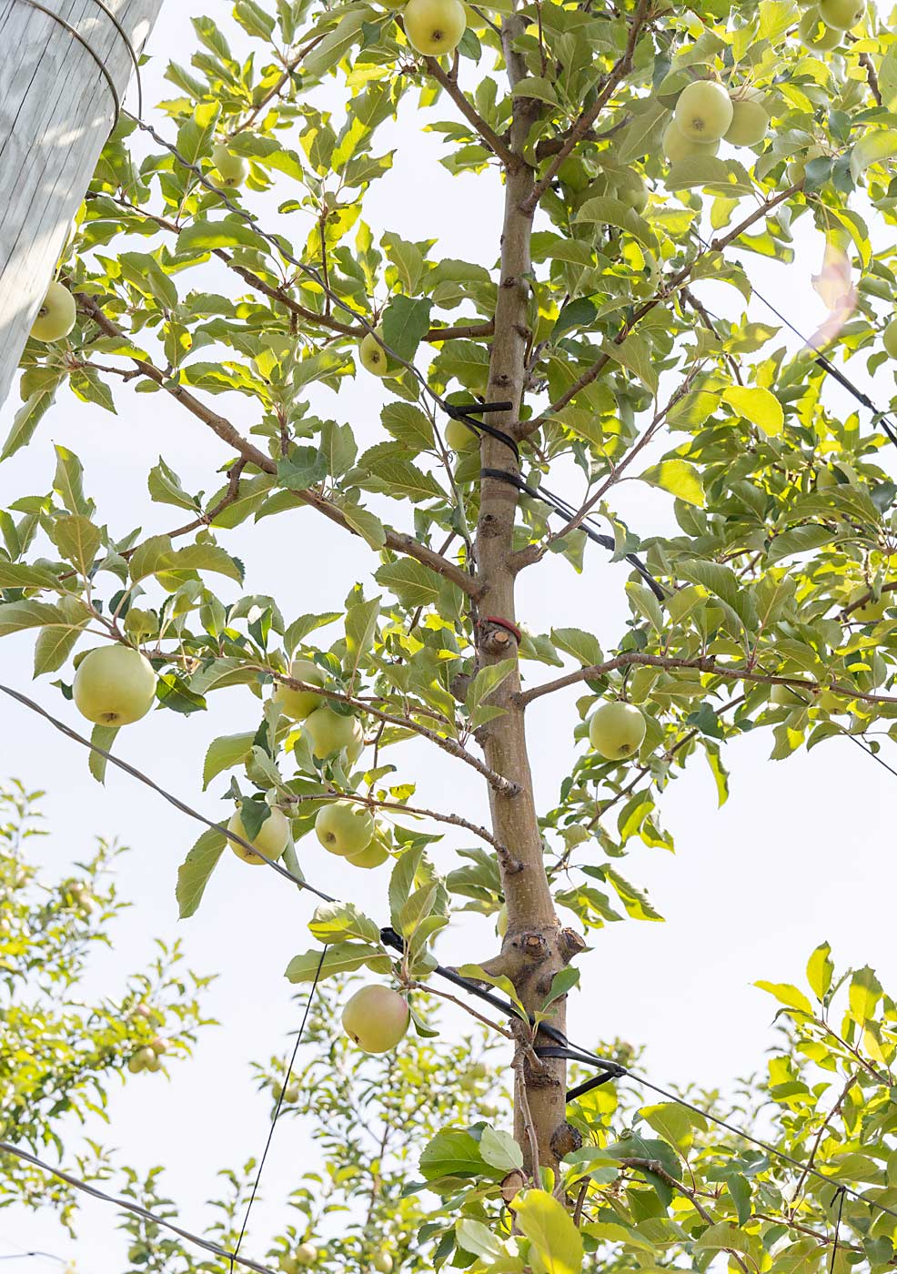 Umlor’s Pink Lady trees on Nic.29 rootstock were grafted over to Gale Gala in 2022. Unlike top grafting, with the side-grafting approach the original Pink Lady canopy, seen here, will gradually be removed as the Gale Gala graft grows. (Matt Milkovich/Good Fruit Grower)