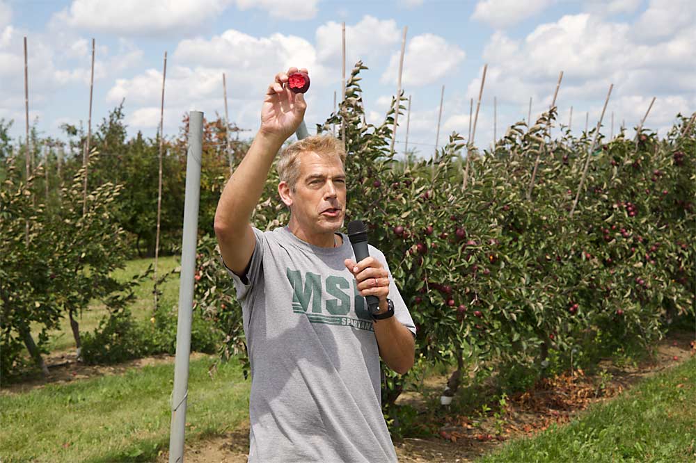 Michigan State University horticulture professor Steve van Nocker displays the red flesh of the Otterson apple variety during the Michigan Pomesters’ 11th annual Ridgefest on July 28 in Clarksville. Otterson is probably the most promising variety to emerge from his red-fleshed apple collection. (Matt Milkovich/Good Fruit Grower)