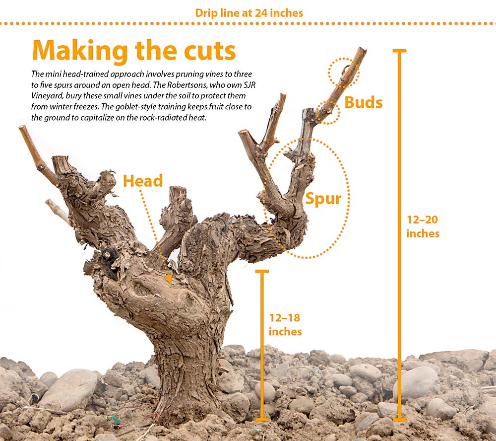 An illustration of the mini head-trained approach used at SJR Vineyard in The Rocks District AVA in Milton-Freewater, Oregon. (Photo illustration by Ross Courtney and TJ Mullinax/Good Fruit Grower)
