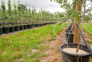 In 2017, Cornell University physiologist Lailiang Cheng planted Honeycrisp on a variety of rootstocks in sand cultures as part of an experiment to understand how different rootstocks vary in their ability to uptake and deliver nutrients to the scion. (Kate Prengaman/Good Fruit Grower)