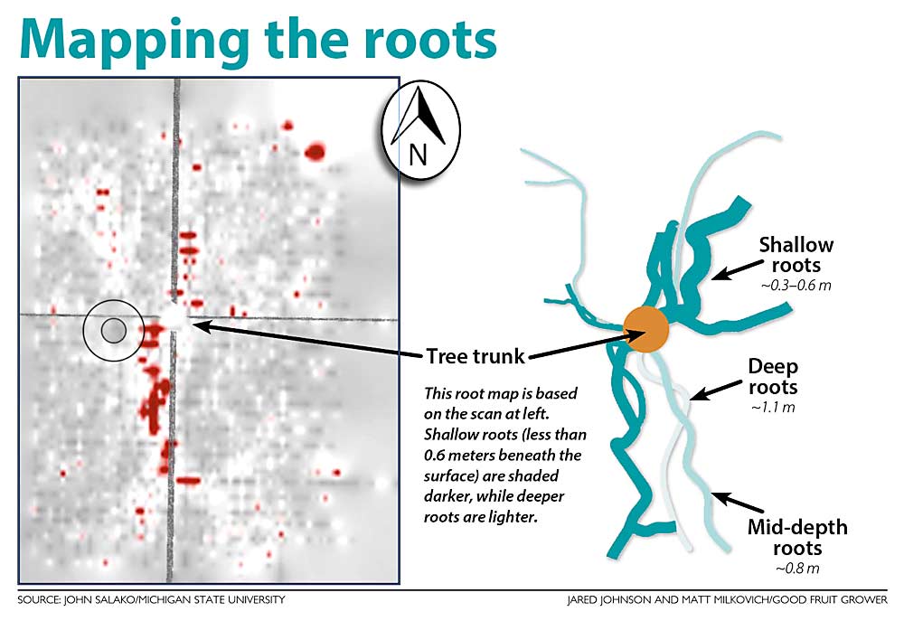 The results of Salako’s June 20 root mapping show the distribution of roots around a tart cherry tree. The roots are skewed to the southern part of the tree and extend laterally about 1.8 meters from the trunk. The image on the left shows the spatial distribution of the roots in soil layers, which scientists call the root signature. The illustration at right shows reconstructed roots at varying depths.(Source: John Salako/Michigan State University; Graphic: Jared Johnson and Matt Milkovich/Good Fruit Grower)