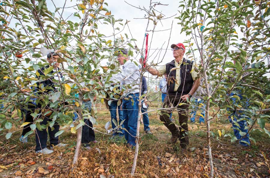 Tom Auvil, right, grasps at a tree with fire blight that is passing the disease to surrounding trees on October 21, 2015 in Wapato, Washington. (TJ Mullinax/Good Fruit Grower)