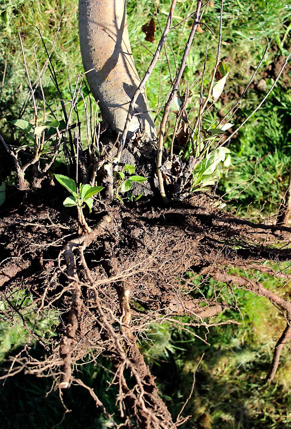 A tree pulled from a declining block in New York’s Finger Lakes region in 2017. Cornell University professor Awais Khan pulled the Honeycrisp on Malling 9-Nic.29 rootstock out of the ground to see if there were any visible symptoms of root rots or fire blight. He did not find any known pathogens, but he noted the shallow root system that could contribute to a puzzling phenomenon known as rapid apple decline. (Courtesy Awais Khan/Cornell University)