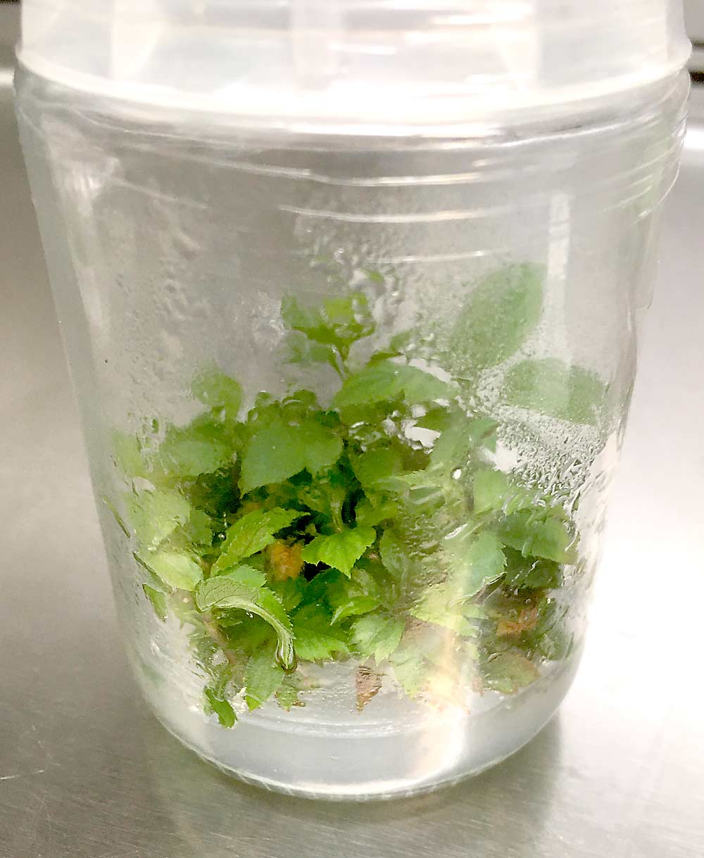Geneva rootstock, eight to nine months after thermotherapy and cryotherapy treatments. A U.S. Department of Agriculture study has found that a combination of thermotherapy and cryotherapy can fully eliminate certain viruses from rootstock. (Abby Nedrow/Cornell AgriTech)