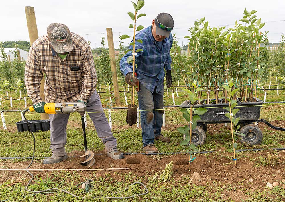 A work crew plants Pixie Crunch apples, propagated in pots known as Ellepots, by hand at Red Barn Market in Lowell, Michigan, in July. Grower Noah Roth chose Ellepots over bareroot nursery trees because they were cheaper and available sooner. (Matt Milkovich/Good Fruit Grower)