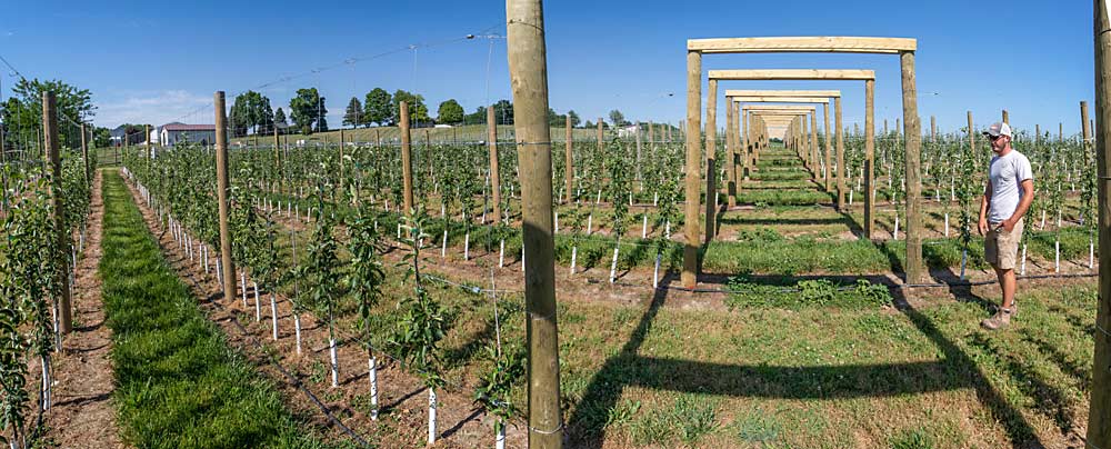 Grower Noah Roth stands in the new trellised U-pick block at Red Barn Market in Lowell, Michigan, in June. He placed wooden beams atop the end posts for decorative purposes. (TJ Mullinax/Good Fruit Grower)