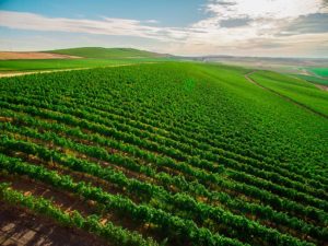 The Royal Slope in Central Washington has become the state’s 15th official American Viticultural Area. (Courtesy Stillwater Creek Vineyard)
