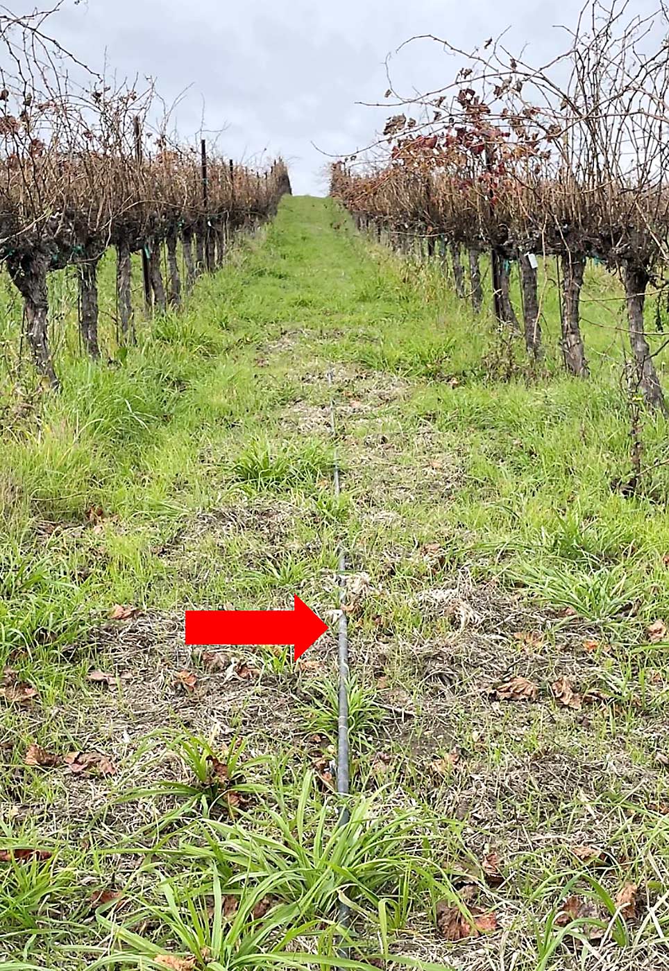 In California’s Central Coast region, grapevines are accustomed to wet winters and have grown their roots through the vineyard aisles, to take advantage of that soil moisture, unlike in drier climates where roots are concentrated under drip lines. That means during drought, it’s beneficial to irrigate the aisles as well as the rows (see arrow above pointing to irrigation line), said Ryan Scott, vineyard manager for Monterey Pacific. (Courtesy Ryan Scott/Monterey Pacific)