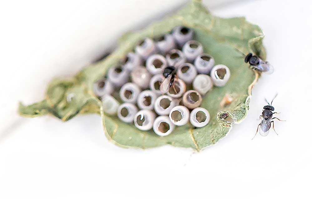 Small, fruit-fly sized samurai wasps (Trissolcus japonicus) emerge from brown marmorated stink bug (BMSB) eggs and stretch their wings before flying off into a commercial apple orchard near White Salmon, Washington, in June 2018. These lab-grown wasps were released by Washington State University researchers who were studying whether the wasps would continue to parasitize more BMSB eggs in and around the orchard. (TJ Mullinax/Good Fruit Grower)