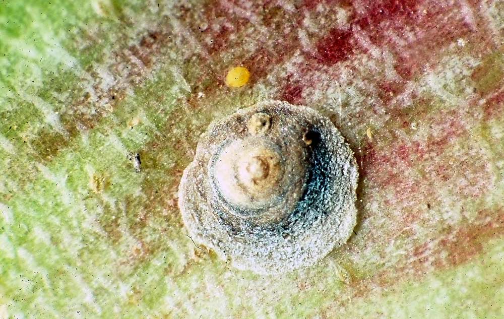 San Jose scale befuddled by pheromones - Good Fruit Grower
