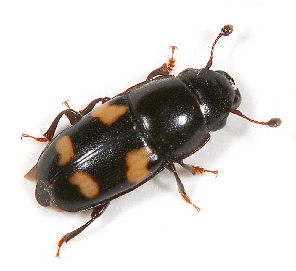 A picnic beetle (Glischrochilus quadrisignatus), seen here, is one of the common sap beetles found in Michigan. Sap beetles did more damage than usual to cherries in Northwest Michigan in 2019. Michigan State University researchers are studying the problem. (Courtesy Tom Murray)