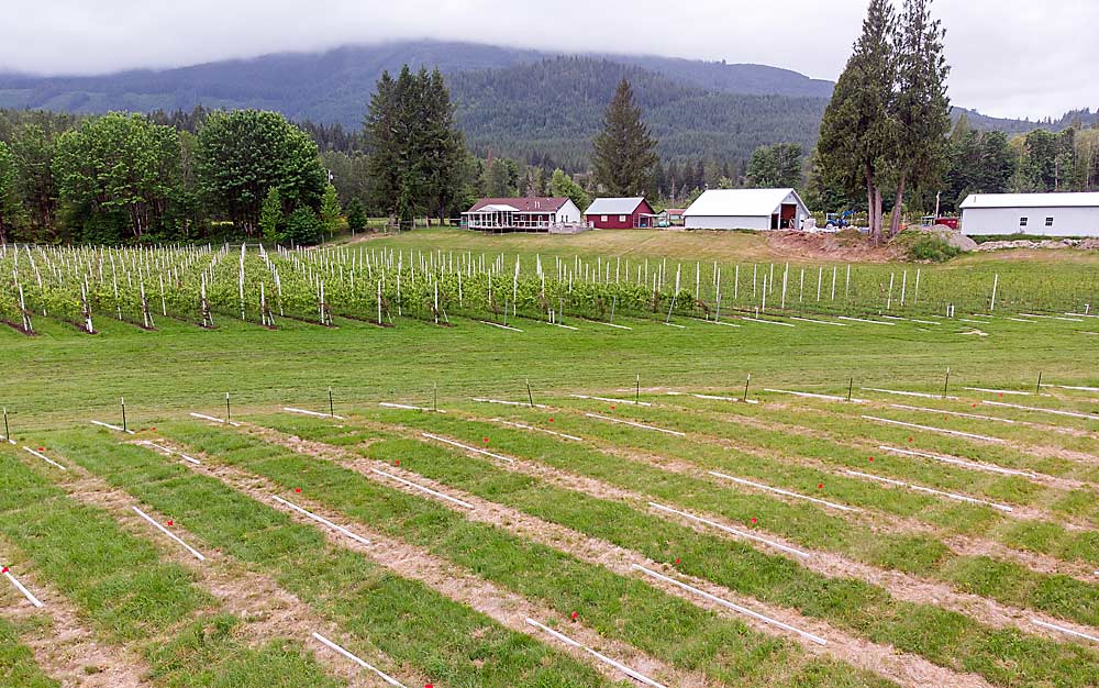 Sauk Farm prepares to install imported Italian concrete posts for a new 7-acre block of CrimsonCrisp and MAIA-1, marketed as EverCrisp, two varieties Berger says thrive in the wet Western Washington climate. (TJ Mullinax/Good Fruit Grower)