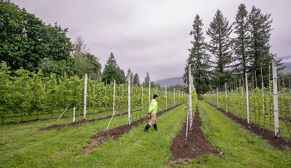 In rainy Skagit County, wood posts pose a rot problem, so Berger embraced the concrete approach more common in Europe. There’s a learning curve to using them, with heavy equipment needed to vibrate the posts into place, but the trellis system is then quickly installed, he said. (TJ Mullinax/Good Fruit Grower)
